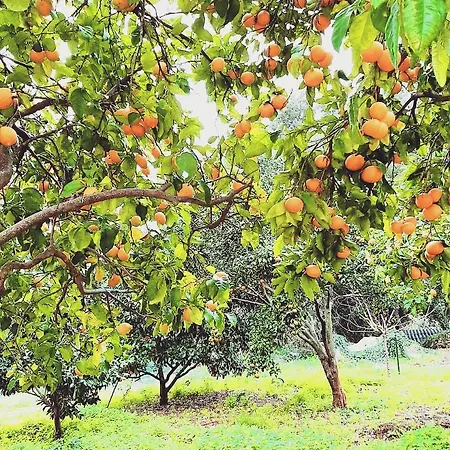 Διαμέρισμα Libecciu